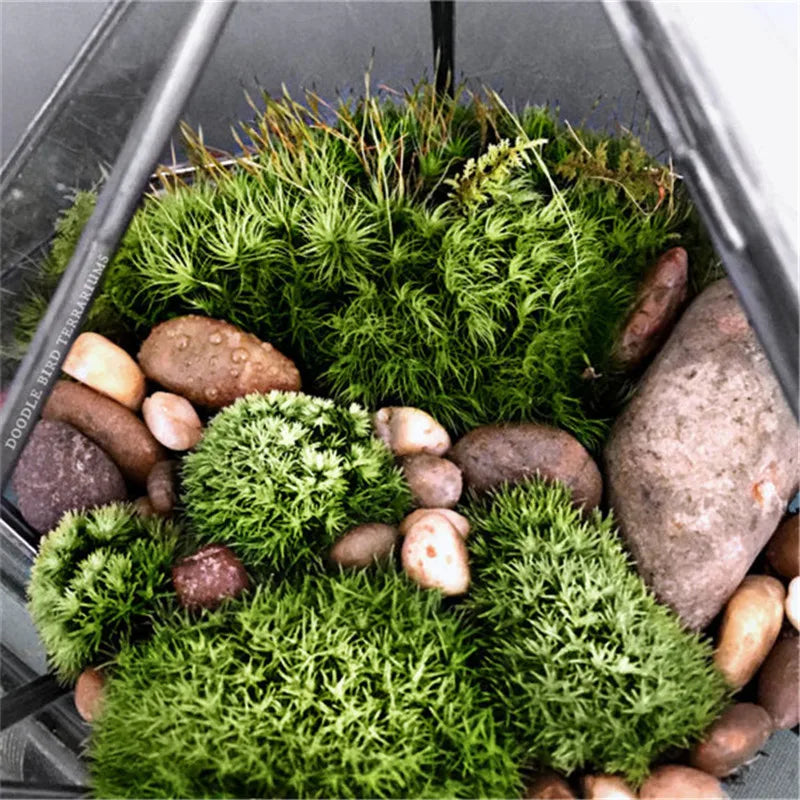 Terrarium diamant en verre noir pour mousse et micro-paysages