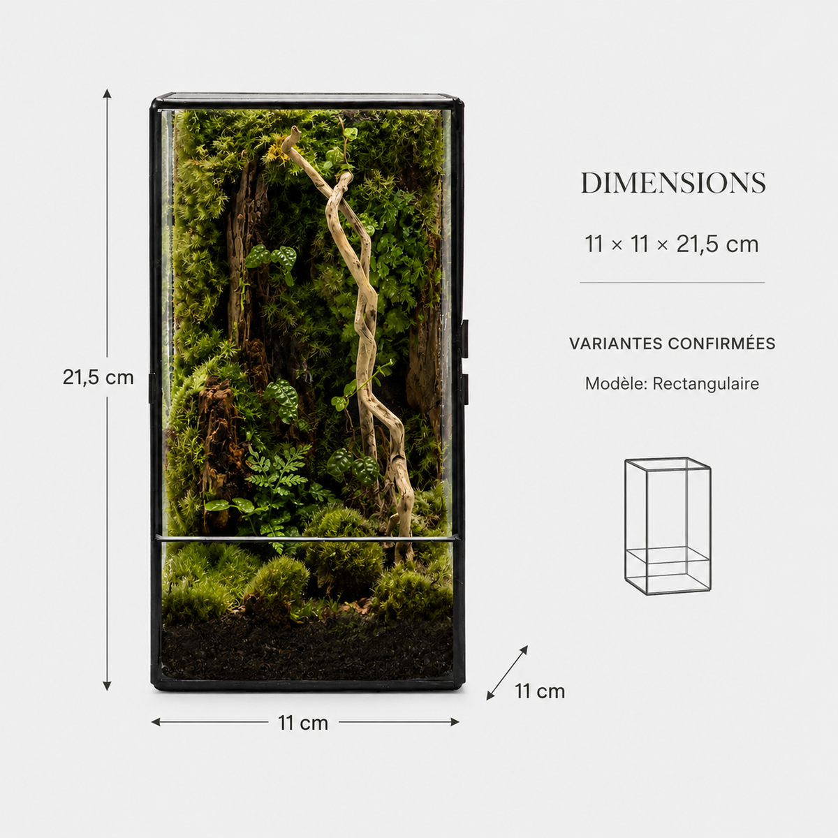 Terrarium carré en verre 11 × 11 × 21,5 cm pour mousse et micro-paysages