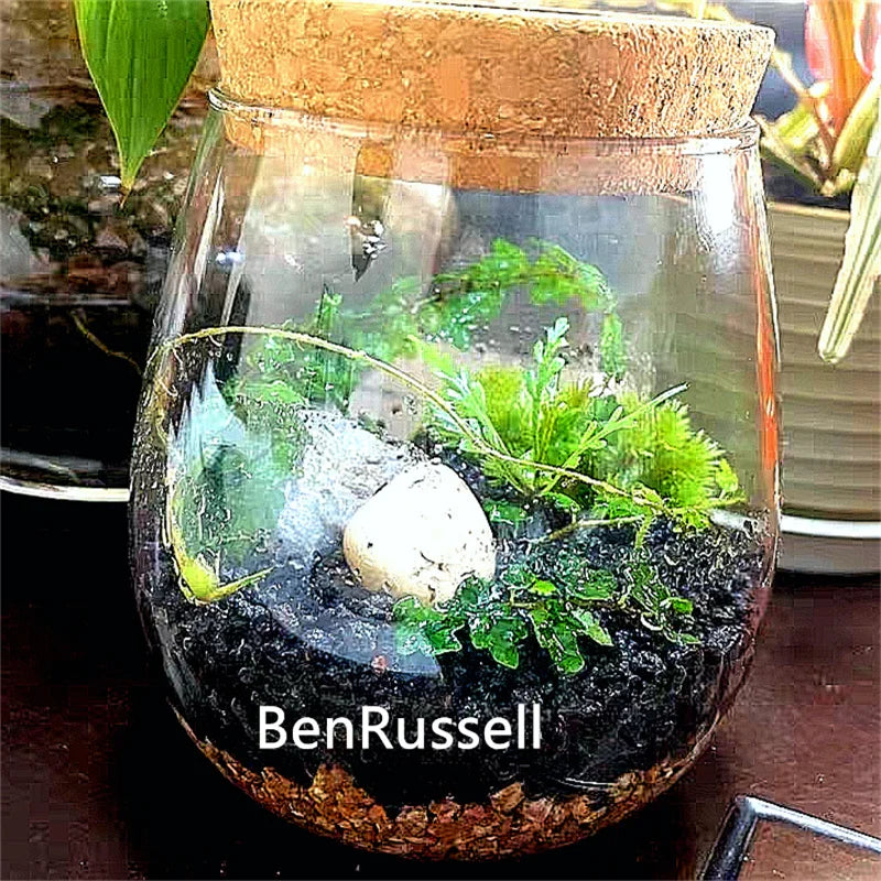 Terrarium en verre borosilicate avec couvercle en liège