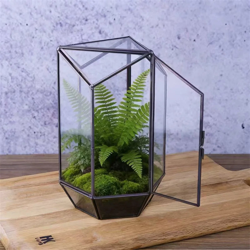 Terrarium hexagonal en verre pour mousse et micro-paysages