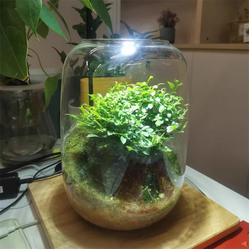 Terrarium bouteille en verre borosilicate pour plantes et hydroponie