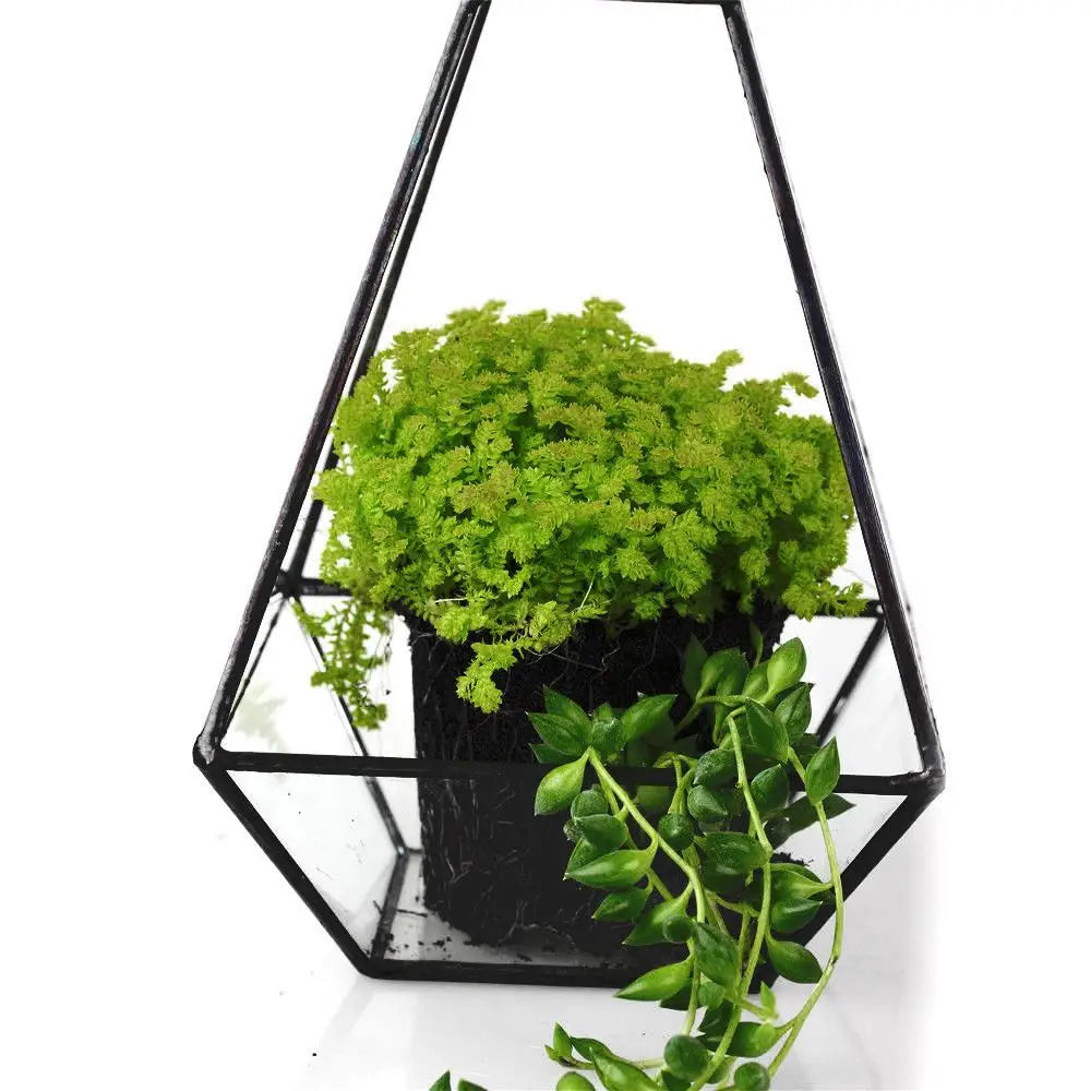 Terrarium pyramide en verre avec cadre métal noir