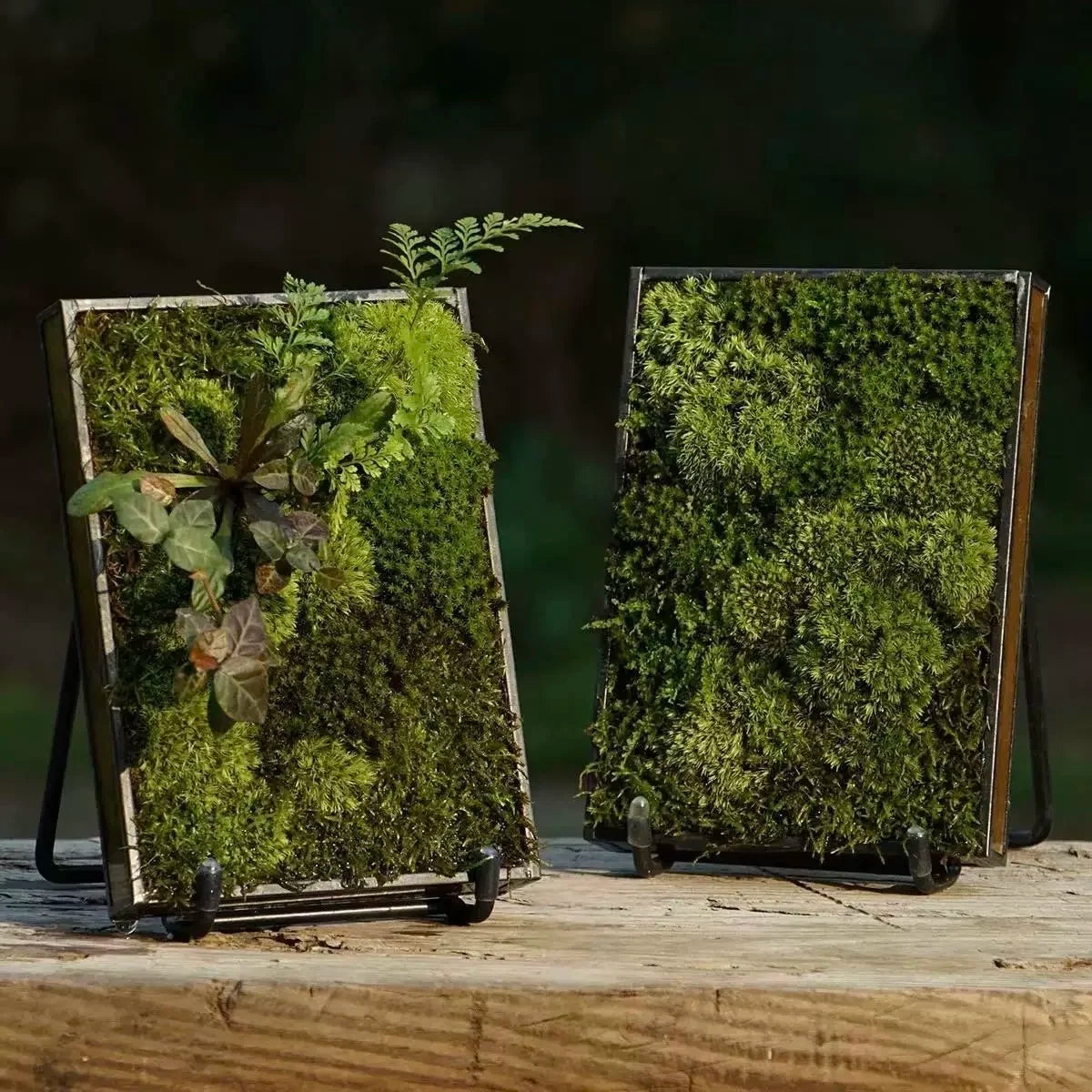 Terrarium cadre en verre 12 × 17 cm avec support
