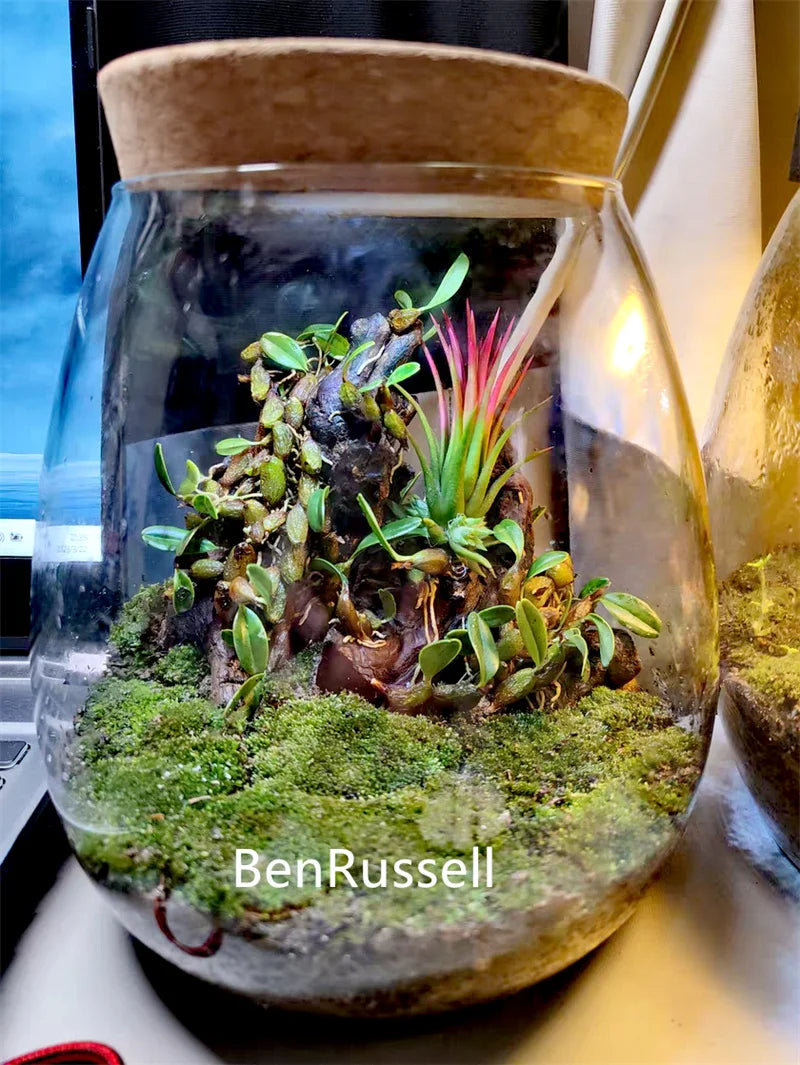 Terrarium en verre borosilicate avec couvercle en liège