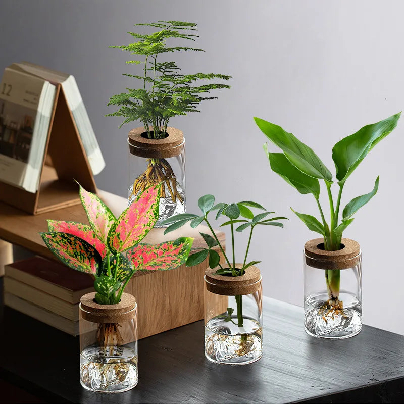 Vase bouteille en verre hydroponique pour plantes d’intérieur